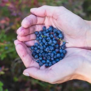 Sekret słodkich borówek ujawniony! Zrób to podczas sadzenia