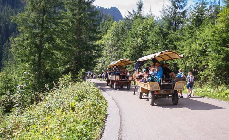 Kulejący koń ciągnął wóz z turystami do Morskiego Oka. "Ból i cierpienie" [WIDEO]