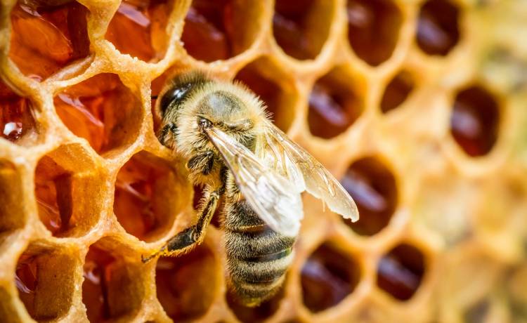 Gdy zdjęli podłogę w domu, osłupieli. Ich mieszkanie zaczęło zamieniać się w gigantyczny ul