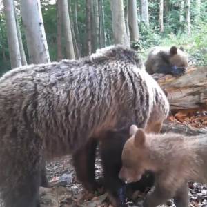 Co przerwało posiłek tej rodziny? 6 niedźwiedzi zamarło w bezruchu [WIDEO] 