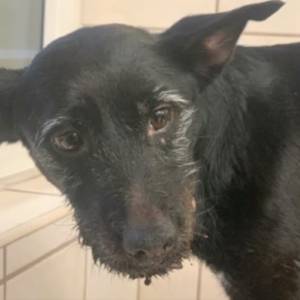 Zizi potrzebuje pomocy! Kat wlał jej do pyska płyn do płukania toalet 