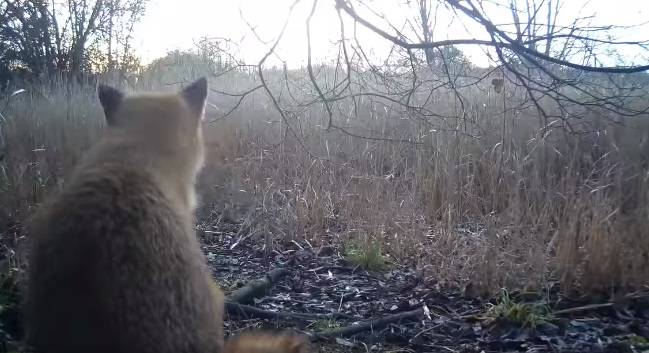 Lisek spokojnie siedział, gdy nagle obok pojawił się... mundżak! [WIDEO]