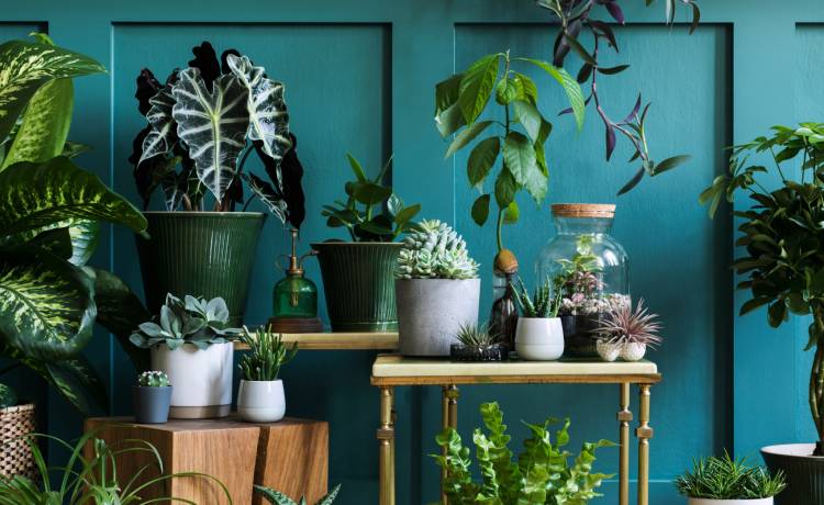 Kropelki wody na liściach roślin. Kiedy i dlaczego kwiaty "płaczą"?