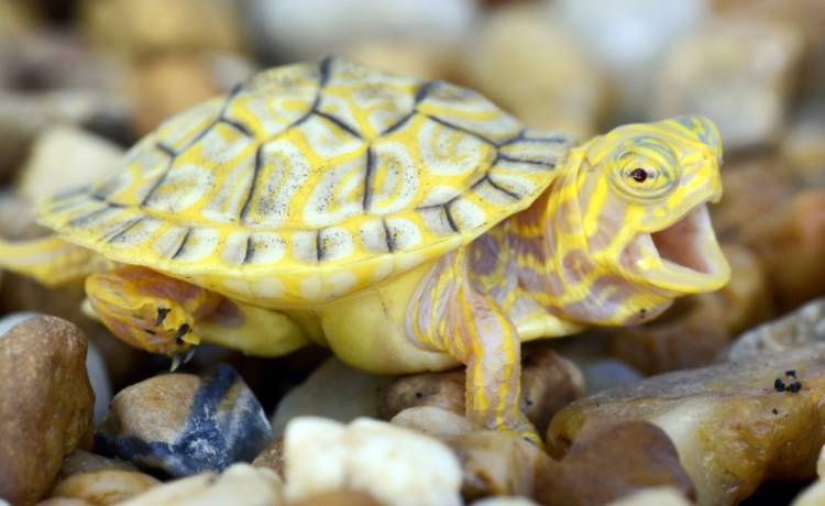 Wyjątkowy żółw albinos: Urodził się z sercem bijącym poza pancerzem