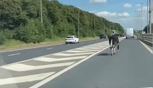 Krowa biegła autostradą. Spowodowała paraliż na drodze. Jest nagranie [WIDEO]