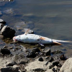 Śnięte ryby w Odrze. Naukowiec: "To raczej jest celowe zanieczyszczenie"