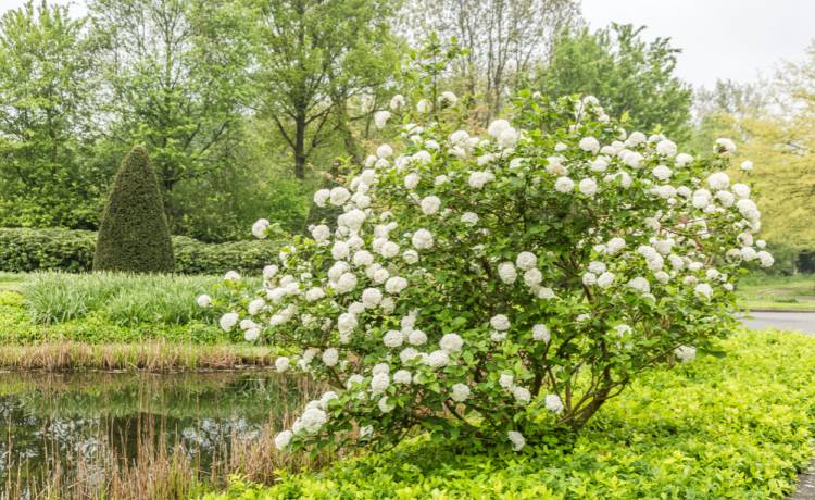 Kalina koreańska, fot. Shutterstock/Photodigitaal.nl