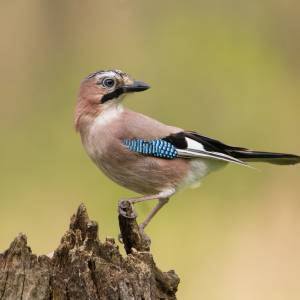 Sójka pojawia się w pobliżu domu? Nie uwierzysz, co potrafi ten niepozorny ptak!