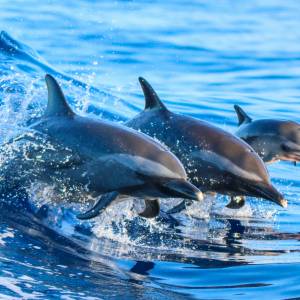 Ścigali się z delfinami. Ich zachowanie nagrała kamera. Teraz odpowiedzą za złamanie prawa [WIDEO]