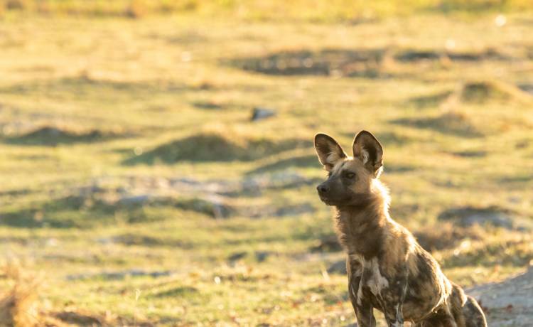 Likaon z Francji przewieziony do zoo we Wrocławiu. Tak go powitano! [WIDEO]