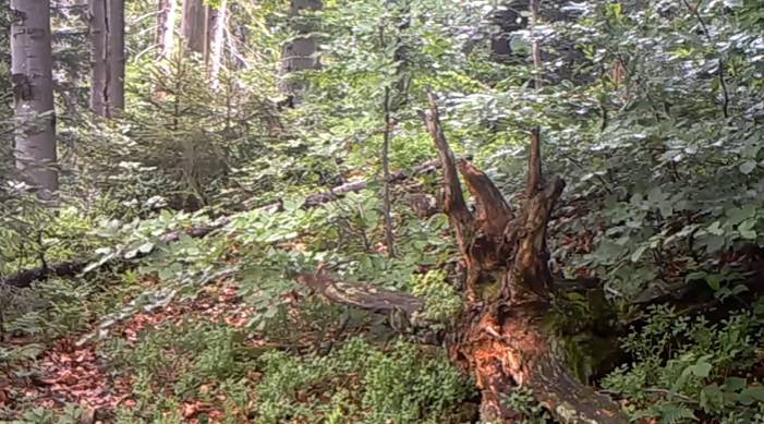 Tak wyglądają walki małych wilczków! Urocze nagranie skradło serca internautów [WIDEO]