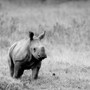 Tragedia w ogrodzie zoologicznym. Konieczne było uśpienie małego nosorożca