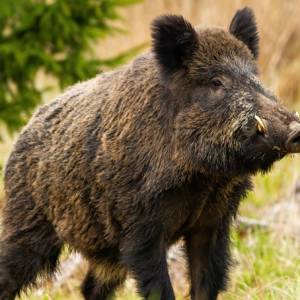 Zwinny jak kot, wierny jak pies „Pumba. Bardzo dobry dzik, dobry”
