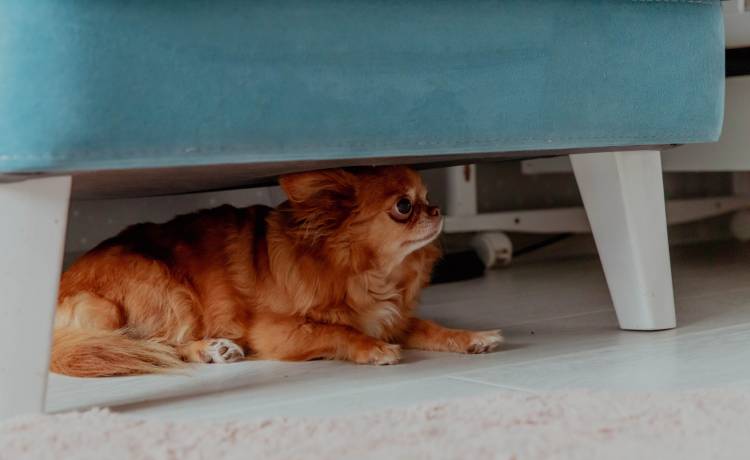 W sylwestra pamiętaj o swoim pupilu. To sprawi, że poczuje się bezpieczniej   