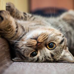 Cały i zdrowy kot odnaleziony po 12 latach! Historia nie zakończyła się jednak happy endem...