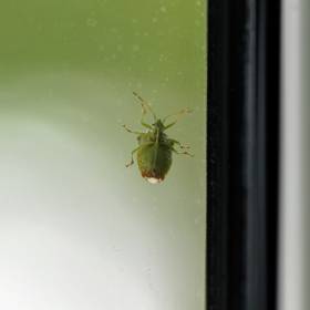 W domu możesz zobaczyć takiego owada. Oto dlaczego nie należy go drażnić 