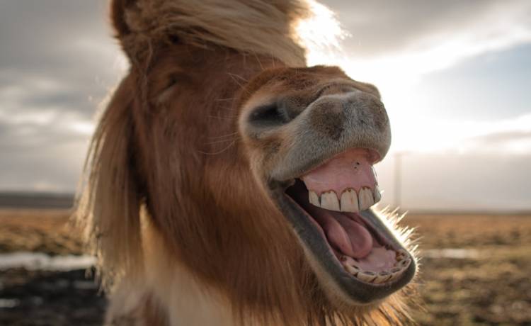  Kucyk poczuł zew wolności i samotnie biegał po ulicach Rzeszowa [FOTO]