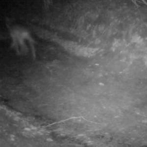 Chodzicie rano do lasu? Zobaczcie, co możecie tam spotkać! [WIDEO]