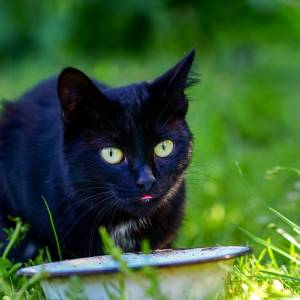 Kot „złodziej” dokonał serii włamań. Niejedna kobieta straciła przez niego bieliznę [ZDJĘCIE]