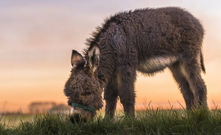 Osiołek uratowany z zabójczej pułapki. Strażacy poczęstowali go... ciastkiem. Te zdjęcia to czysta słodycz [FOTO]