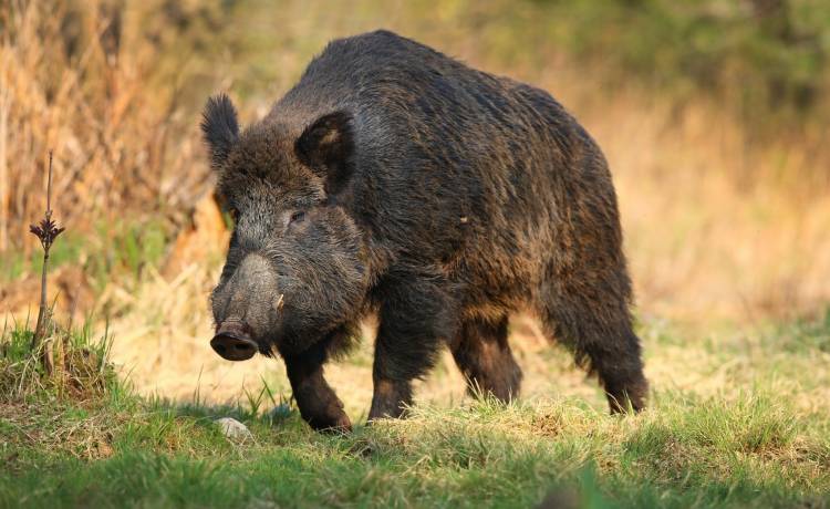 Jak nazywa się samica jelenia? Nazewnictwo zwierząt zaskakuje