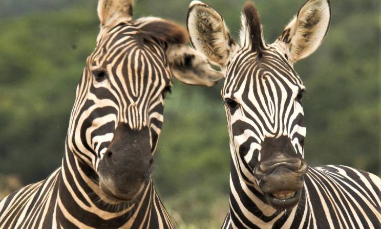 Naukowcy rozwiązali kolejną zagadkę! Wiadomo, dlaczego zebry mają paski!                               