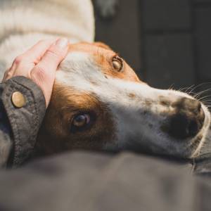 Czy pies czuje smutek człowieka? Specjalistka rozwiewa wątpliwości