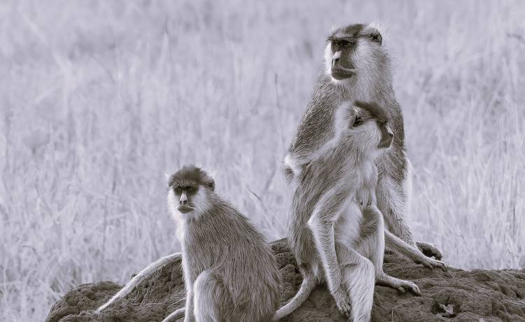 Zdjęcie podglądowe, Tomas Drahos/Shutterstock