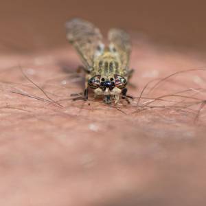 Ugryzienie muchy końskiej jest bardzo bolesne. Jak temu zaradzić?