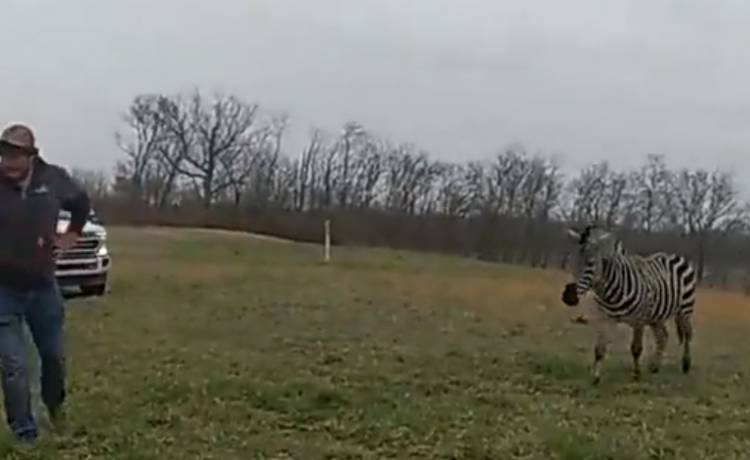 Atak zebry w Ohio. Zwierzę prawie odgryzło mężczyźnie rękę [WIDEO]