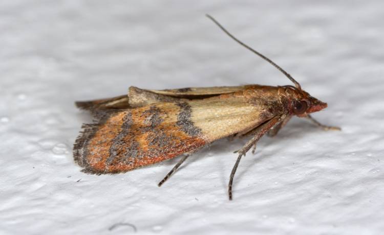 Ten mały robaczek zwiastuje problem. Tak wygląda larwa mola spożywczego