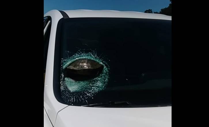 Przelatujący żółw spowodował wypadek. Wbił się w szybę samochodu…[WIDEO]