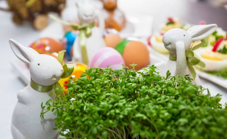 Zasiałeś rzeżuchę? Wykorzystaj ją jako składnik w kuchni [PRZEPISY]