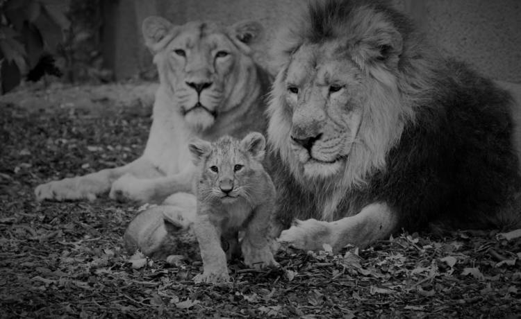 Znaleziono ciało mężczyzny. Makabrycznego odkrycia dokonano na wybiegu dla lwów