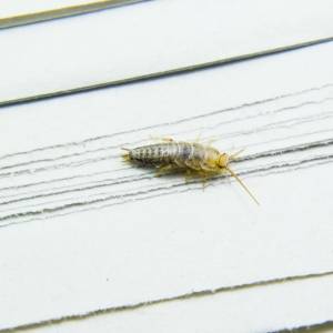 Zauważyłeś rybiki w swojej łazience? Sprawdź, jak się ich pozbyć