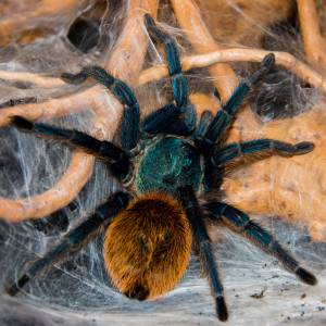 Znalazła ogromnego pająka i wezwała straż miejską. Okazało się, że był z plastiku [FOTO]