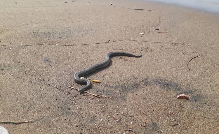 "Nie wiedziałem, że mamy tutaj takie potwory!". Wielki wąż leżał na plaży [FOTO]