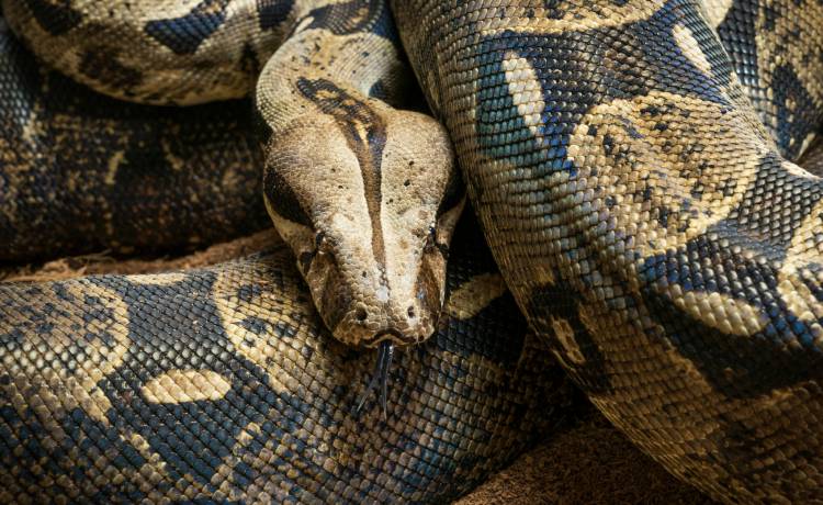 Tiktokerka oberwała wirującym wężem. Wystrzelony w powietrze gad spadł prosto na nią. Nagranie jest hitem [WIDEO] 