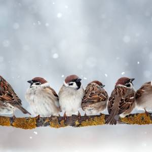 Tego boją się wróble. Co zrobić, by pojawiły się w karmniku? 