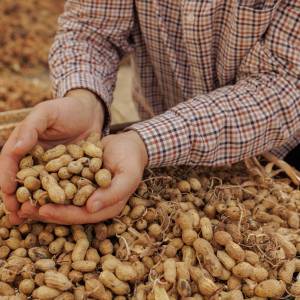 Te orzechy poprawiają pamięć i opóźniają starzenie mózgu. Wyniki wieloletnich badań potwierdzają