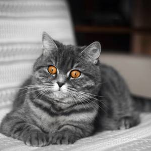 Kot wskazał policji miejsce, w którym ukrywał się przestępca