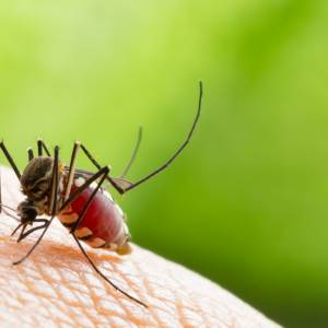 Groźny gatunek komara zalewa Europę. Jest nosicielem wielu chorób