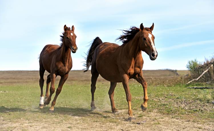 Maraton, w którym człowiek ściga się z koniem. Zwycięzca nie jest oczywisty!