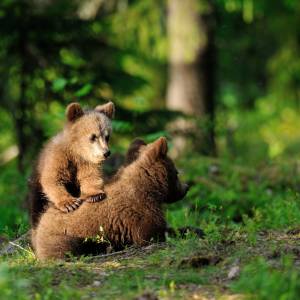 Przestraszony niedźwiadek wbiegł na zatłoczony szlak w Tatrach. "To nie on powinien uciekać" [FOTO]
