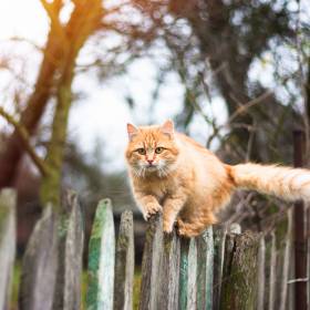 Jak wydłużyć życie kota? Prosty sposób według naukowców
