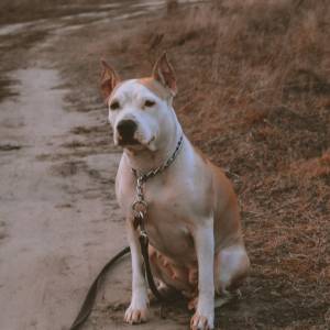 Zakazana rasa psa. Mężczyzna chciał nielegalnie sprzedać szczeniaki przez TikToka