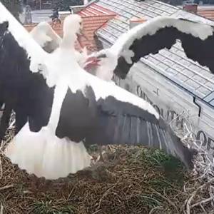 Bocianica z Przygodzic jest ranna. Po kolejnym ataku straciła jajo. Przy gnieździe pojawiła się nowa kamera! [WIDEO]