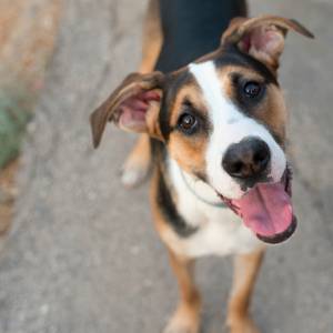 Projekt Dżok. Chcesz mieć psiaka ale ciężko ci się zdecydować, jakiego wybrać? Zaadoptuj pupila, inspirując się etykietą napoju!                                                        