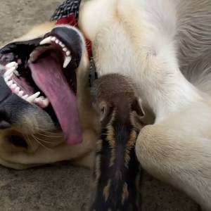 Dzik zaprzyjaźnił się z psem. Ich więź robi furorę w sieci. Zobaczcie nagranie! [WIDEO]