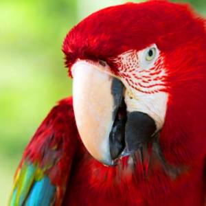 Uzależnione od opium papugi pustoszą pola makowe. Rolnicy są bezradni... [WIDEO]